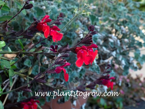 Flame Autumn Salvia (Salvia greggii)
